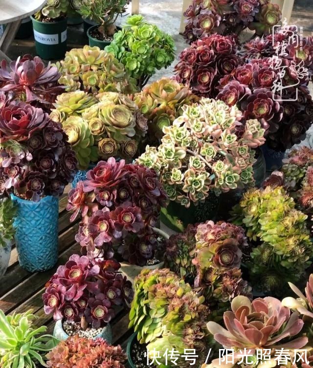 多肉法师欣赏在最美法师季,法师丛中一定住着小天使!