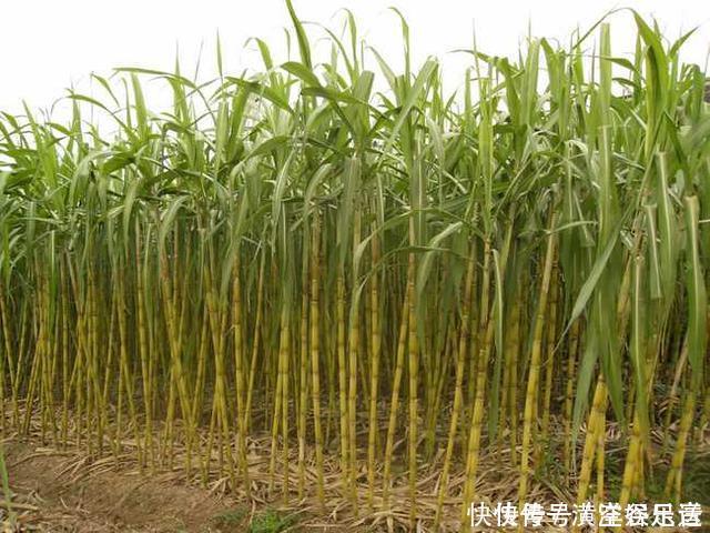 全球都有的水果，只有中国吃法最特别，老外纷纷表示佩服