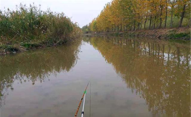 深秋钓鲫鱼,4钓4不钓,只要方法得当,半斤以上大板鲫连竿上