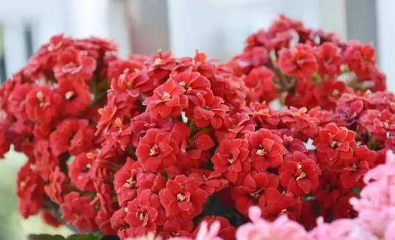 品种|75个长寿花品种，一个比一个美，一起来认识一下吧！