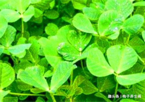苜蓿菜|女性不愿早衰，常食四種食物，美容養顏，滋補身體，早知早好