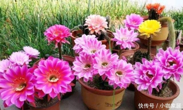 断水|冬季仙人球的“冷知识”,做好才能“无锈斑”,春季开花翻几倍!