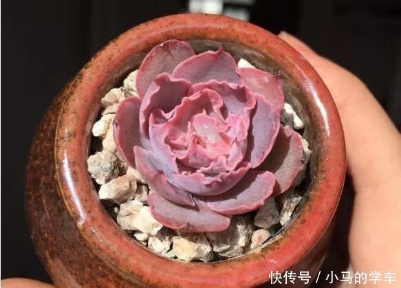 病变|多肉引根大揭秘,一旦“肉肉”出现这种情况,尽快挽救!