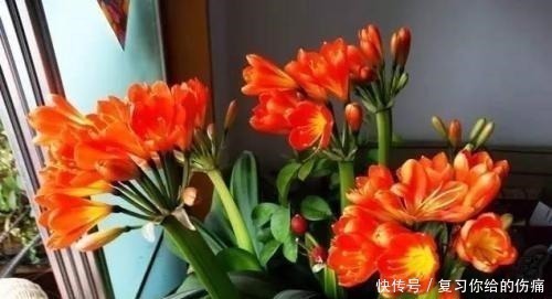 花期|什么淘米水、黄豆水,都不如1勺粉末,用来养花,花开爆盆!
