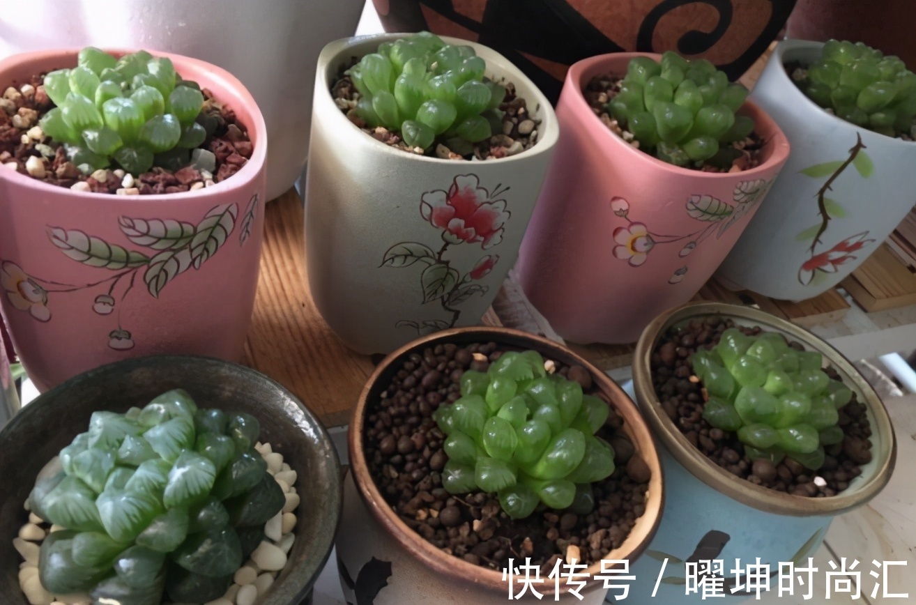 漂亮的多肉玉露是怎么养出来的?春天把握住这几点,叶片晶莹剔透