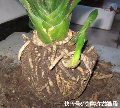 4种垃圾家家都有,垫在花盆里,半年长出白菜根早看少吃亏