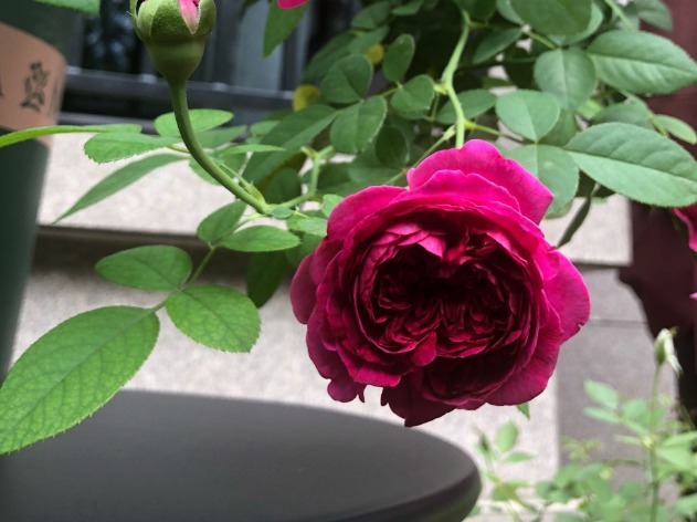 花朵|你见过比它们还红的花吗纯正的国旗红,艳丽夺目!