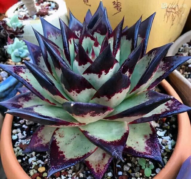 冬季乌木该怎么养,把这四点做好,绿叶变黑叶,傲气十足