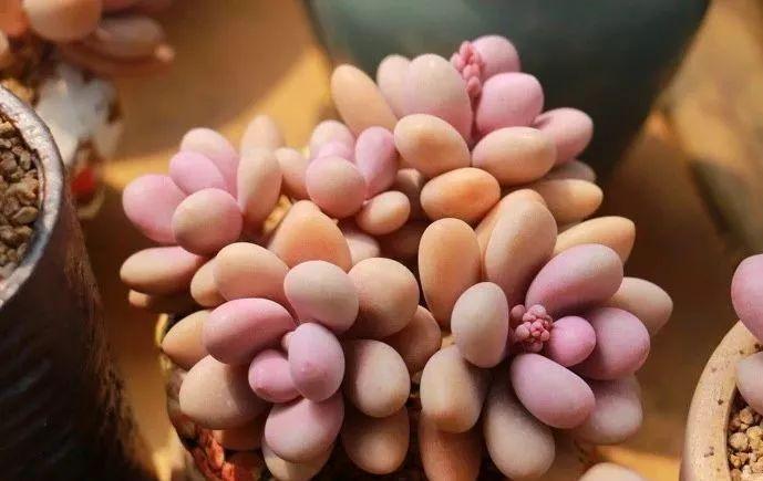 入冬后,这些花别折腾,越折腾越死