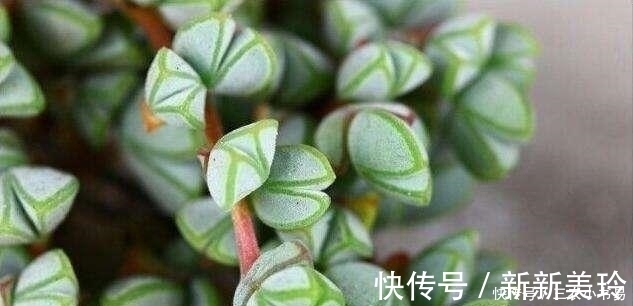 碧玉莲碧玉莲|5种适合冬天室内养殖的花, 非常漂亮, 注意养花更加旺盛