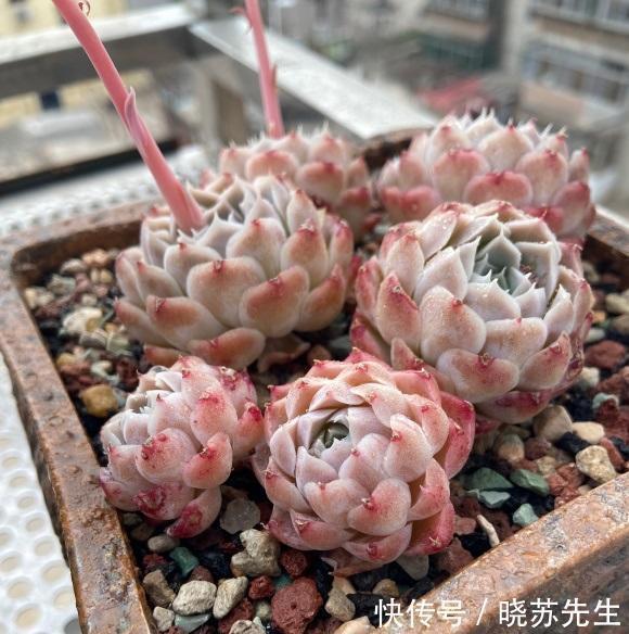 养多肉让人快乐，养多了，麻烦就多了，控制欲望，减少麻烦