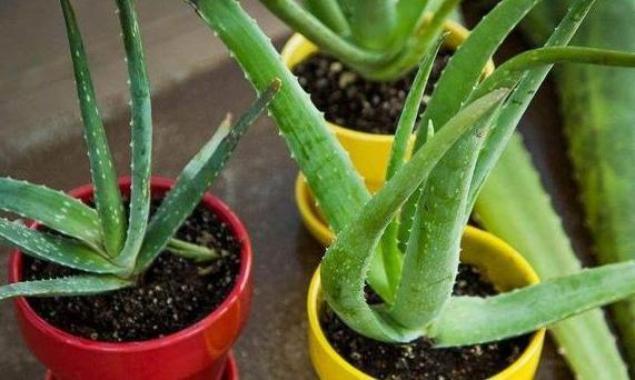 嫌弃厨房油腻腻、污质多摆放上4种植物，随便2盆就能搞定