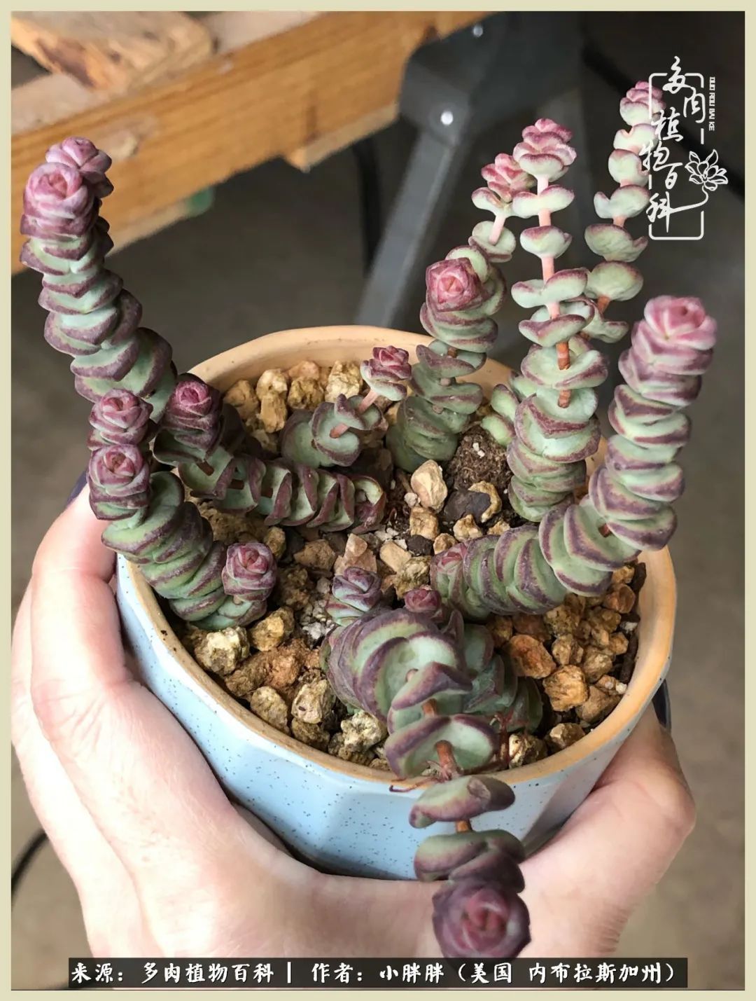 百科|这多肉对比图太上头了!小白鄙视链奋斗记之咸菜干也有春天!