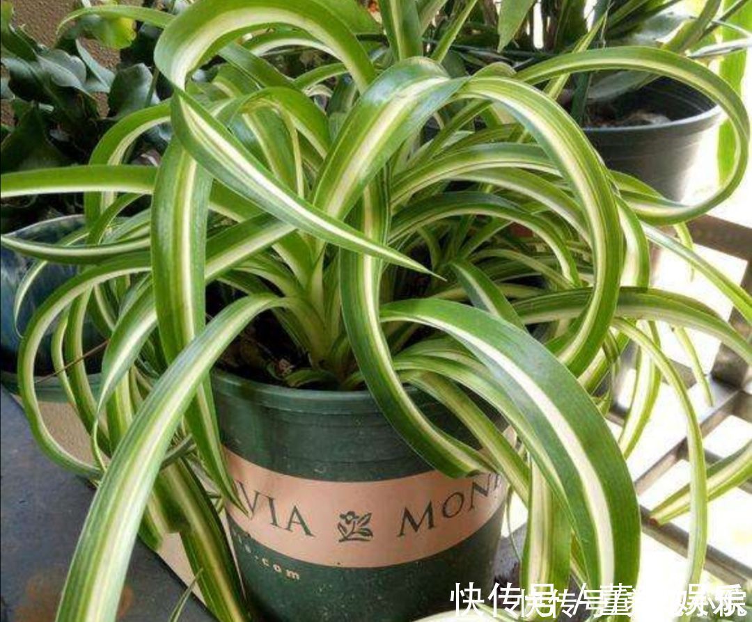 心叶日中花|4种花都叫吊兰，形态各不相同，你喜欢养哪一种呢？