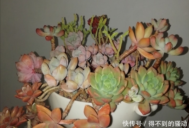 养多肉的心情说不清,都在照片里了