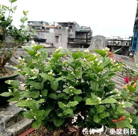 这6种花儿爱吃酸，每月1勺“酸水”，花苞满盆看不见叶