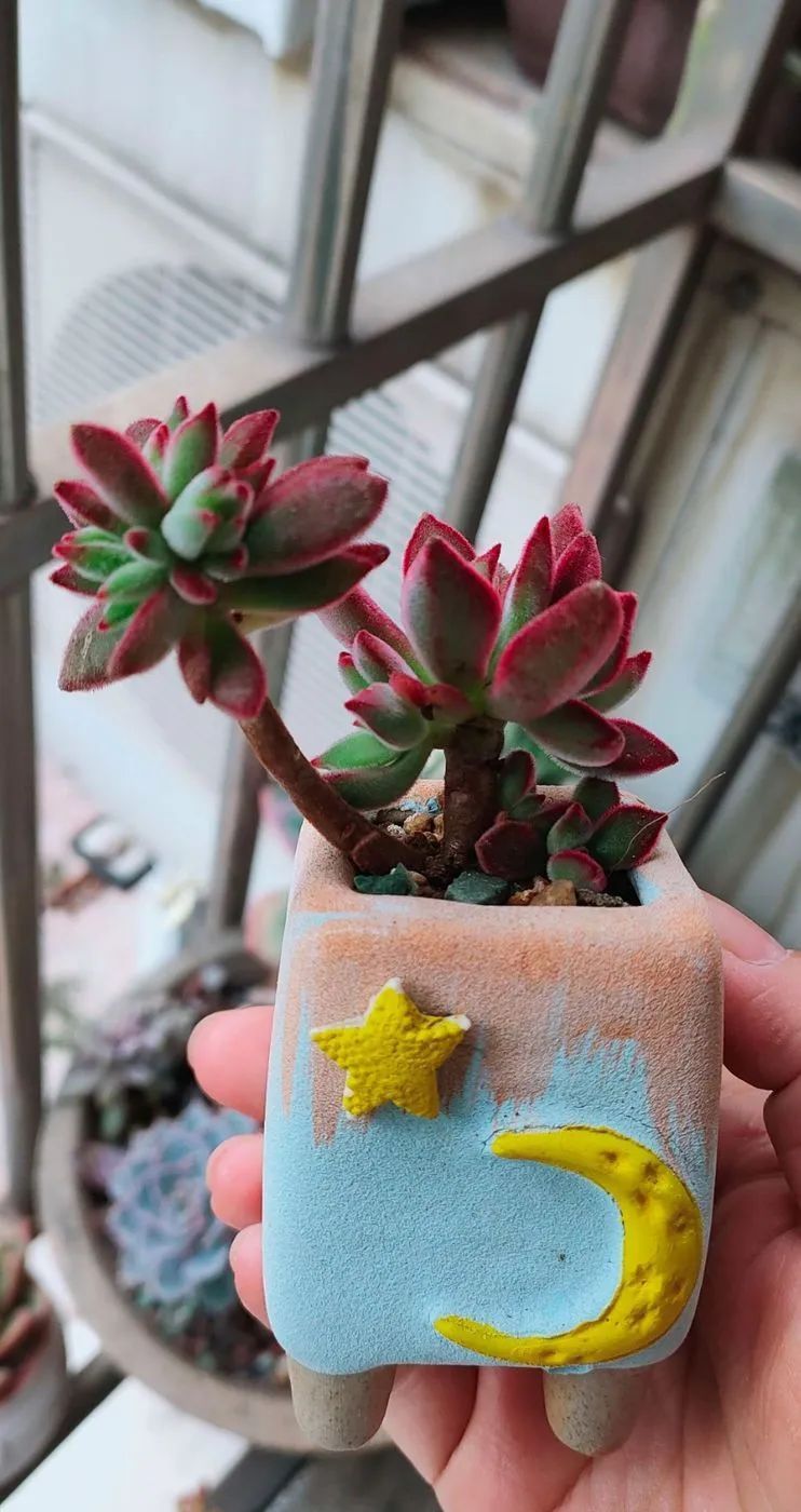 爱自己、爱家人、爱生活、爱多肉,因为有爱我便无惧风浪!