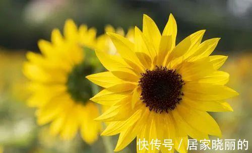 长寿花|学会一招,你家花什么时候开,由你说了算