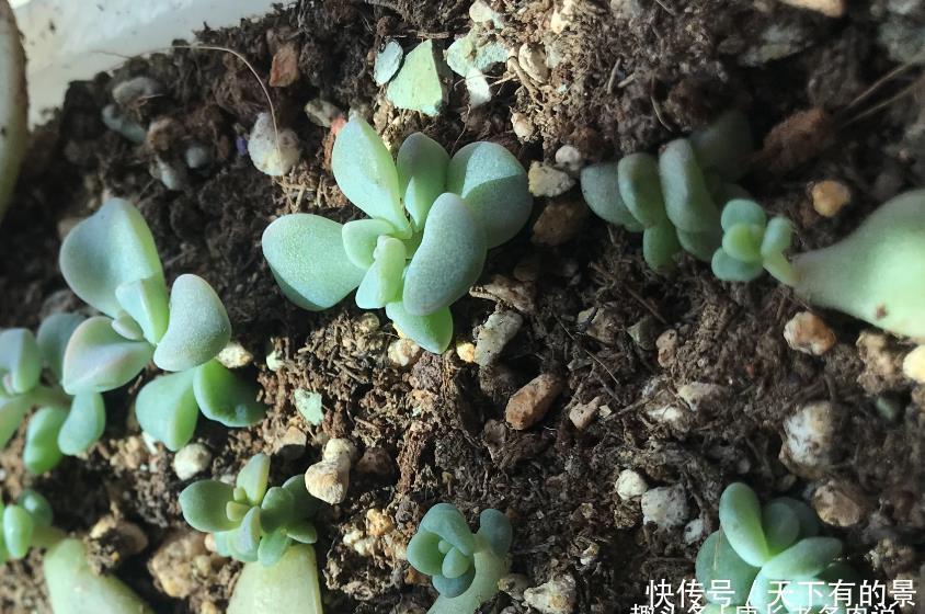 多肉叶插的时候叶片还没出根和出芽应该怎么弄？需要照射散光吗？