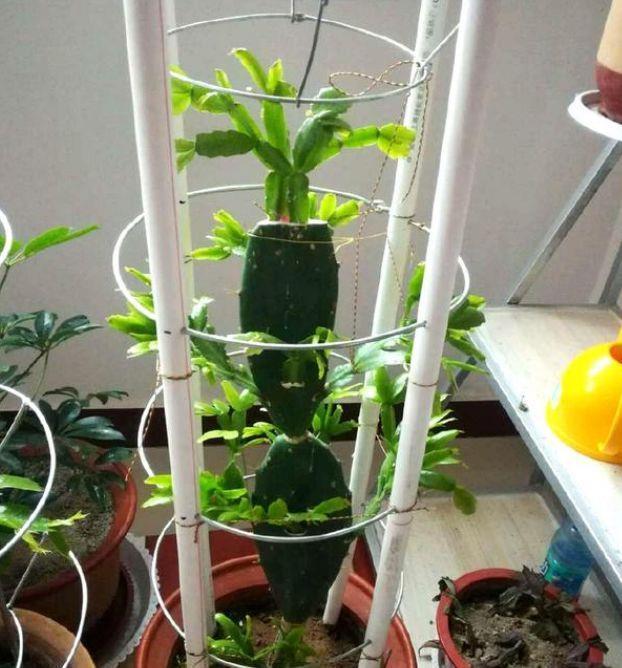 蟹爪兰|蟹爪兰在夏天,3个“禁忌”要牢记,不然叶片干瘪,度夏很难