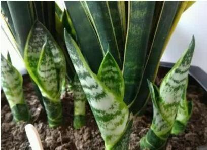 张大爷养虎皮兰,浇水施肥只用“它”,半年养出60多盆,太漂亮了