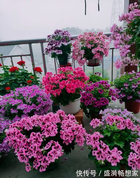 叶片|5种“漂亮花”,从来不生虫,家里干净卫生,花开不断,真省心