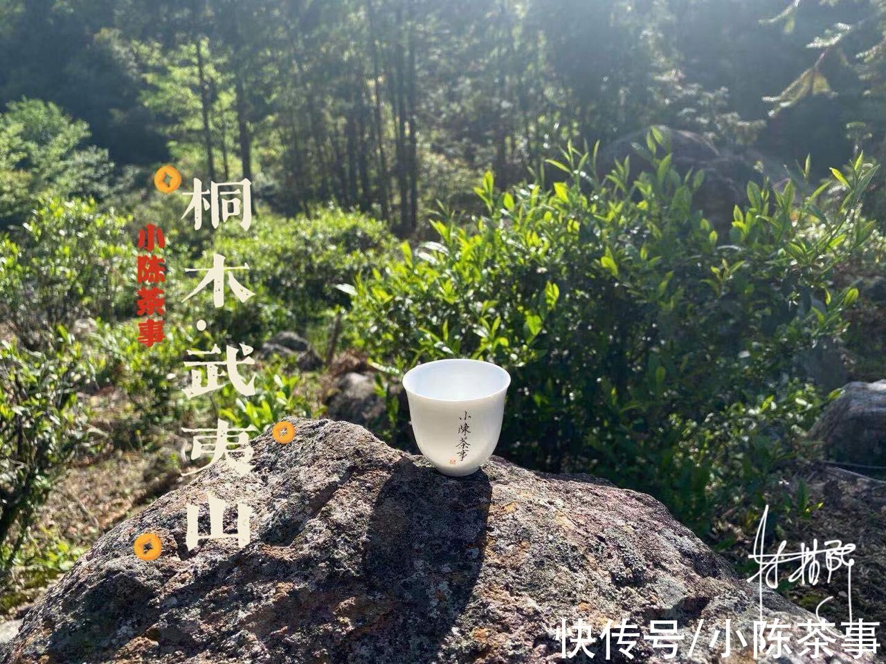 武夷山！正山小种 VS 金骏眉，哪种红茶的品质更好？新手推荐买什么？