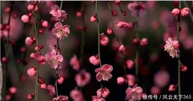 尼采|叔本华对任何人都不能过于仁慈