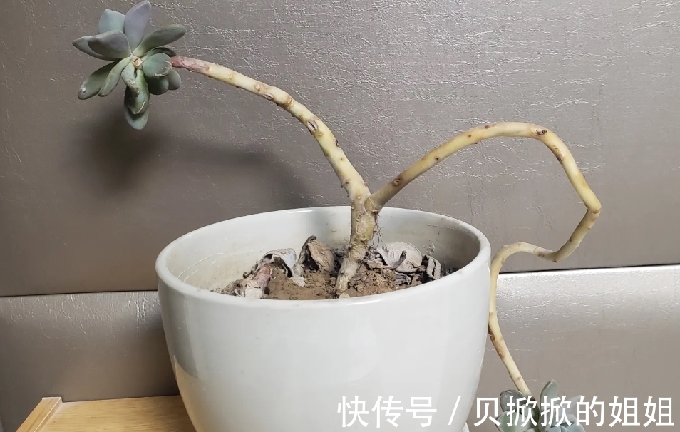 一棵长得很妖娆的多肉冬美人,是随它自然生长还是怎么处理好呢?
