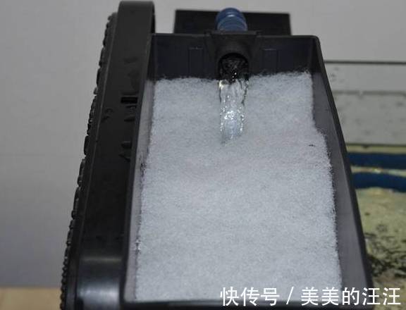 有害物质|鱼缸出现反水现象很快就会死鱼,只有这一措施才能救回鱼命!