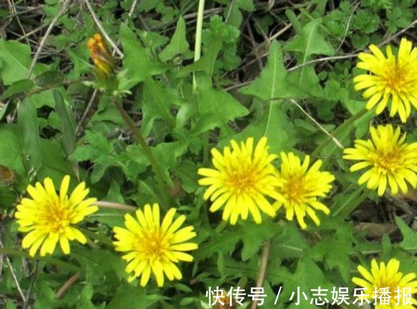 蒲公英|蒲公英和此物是天生一对,每天一杯,淡化色斑,肝也越来越健康