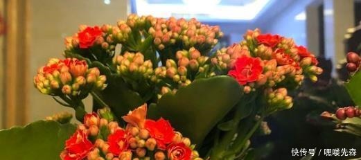 3种花冬天养,忍住“30天”不浇水,反而越养越旺,“窜”满盆!