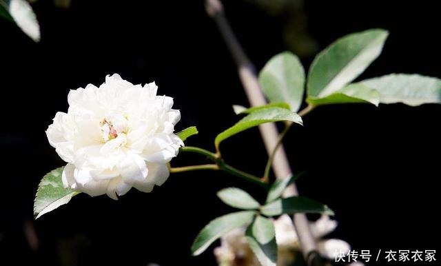 现在不要买3种花,花期已过,看花要等大半年!