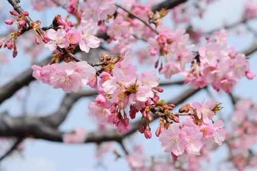 “史上最早”樱花季来了?梅花表示不爽:我还没红够呢