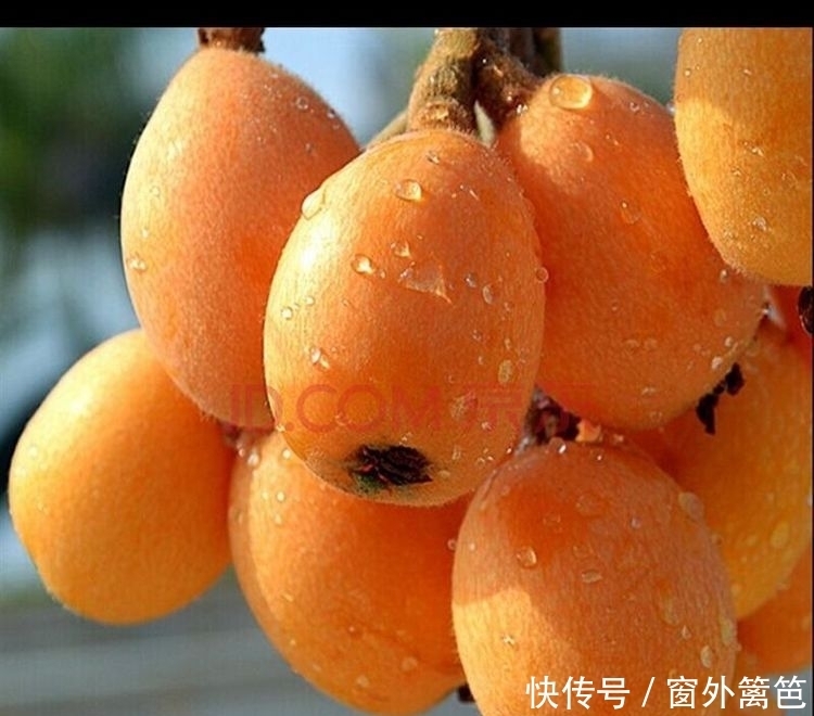 枇杷粉|夏季养生,不妨多吃3种水果,养阴生津,预防中暑,生津止渴