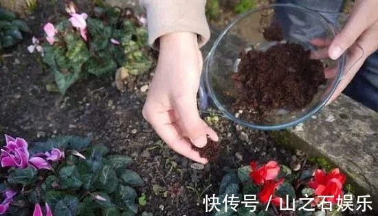 鸡蛋壳|在家里养花时,肥皂水、鸡蛋壳或煮菜的水别丢,是可以用来养花的