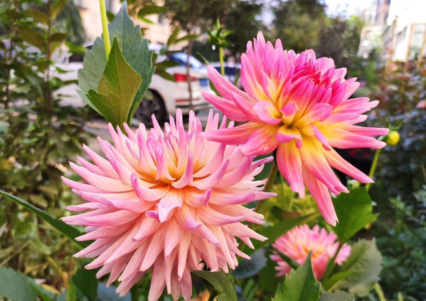 动作|六月养大丽花,勤做“三动作”,枝干粗壮不倒伏,一次绽放上百朵