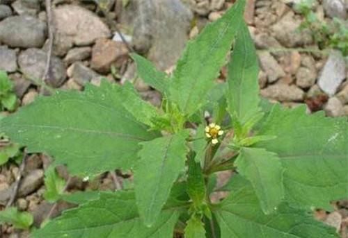 农村长|农村长的“粘糊菜”,专治风湿关节炎,多数人都不了解