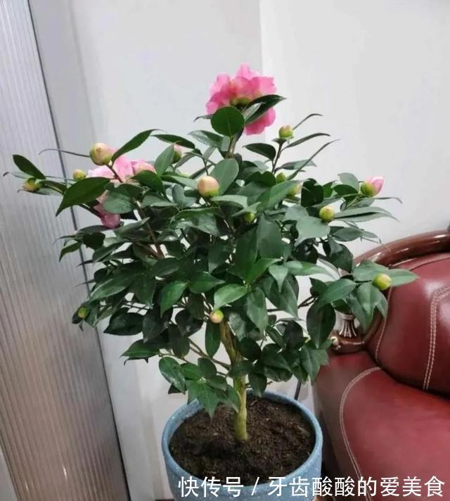 老桩|五种“大老桩”却要小盆养,用对盆,少管多晒更利于生长