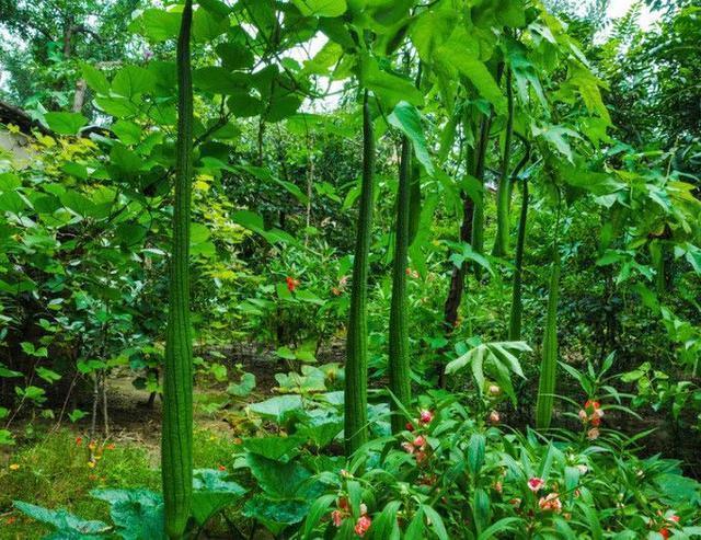 百合|卵巢早衰的“天敌”找到了，女人常吃，滋养卵巢，年轻又美丽