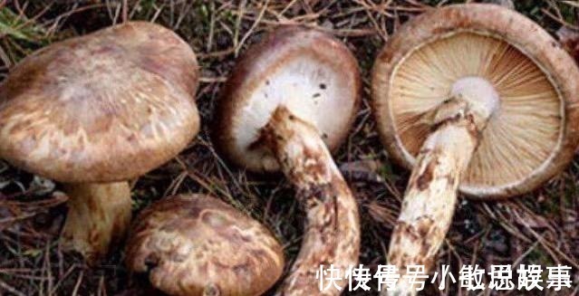 大王|这几种农作物才是抗癌大王,可惜很多人还不知道!