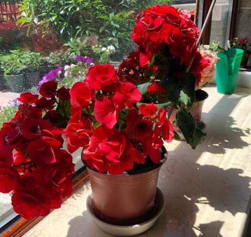  盆栽|到了冬季就盆栽这7样花卉，耐寒能力强，开花美丽又喜庆