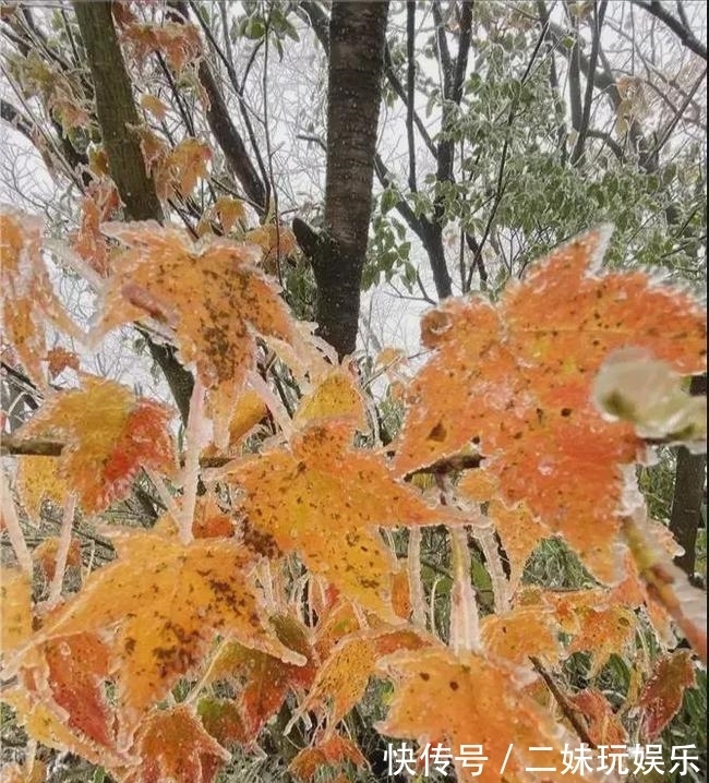 秋雪|当深秋邂逅初雪｜看，四川的秋天有多仙！