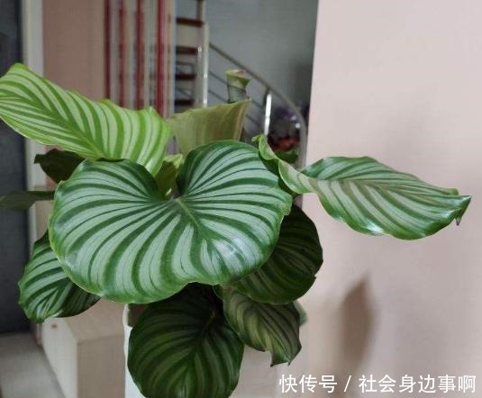 盘点我淘汰的各种花,当初花钱买了,后来含泪放弃……!