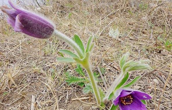 疮痈肿痛|农村一种野草全身是“毛”,若是见到它可别轻视或除掉,价值珍贵