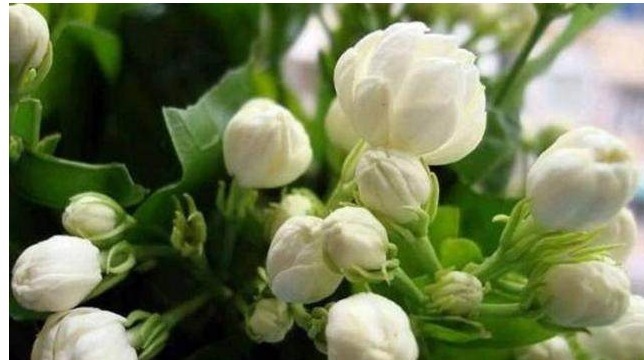 此花号称“中国第一香”花香怡人花期长,乃阳台盆栽之佳品