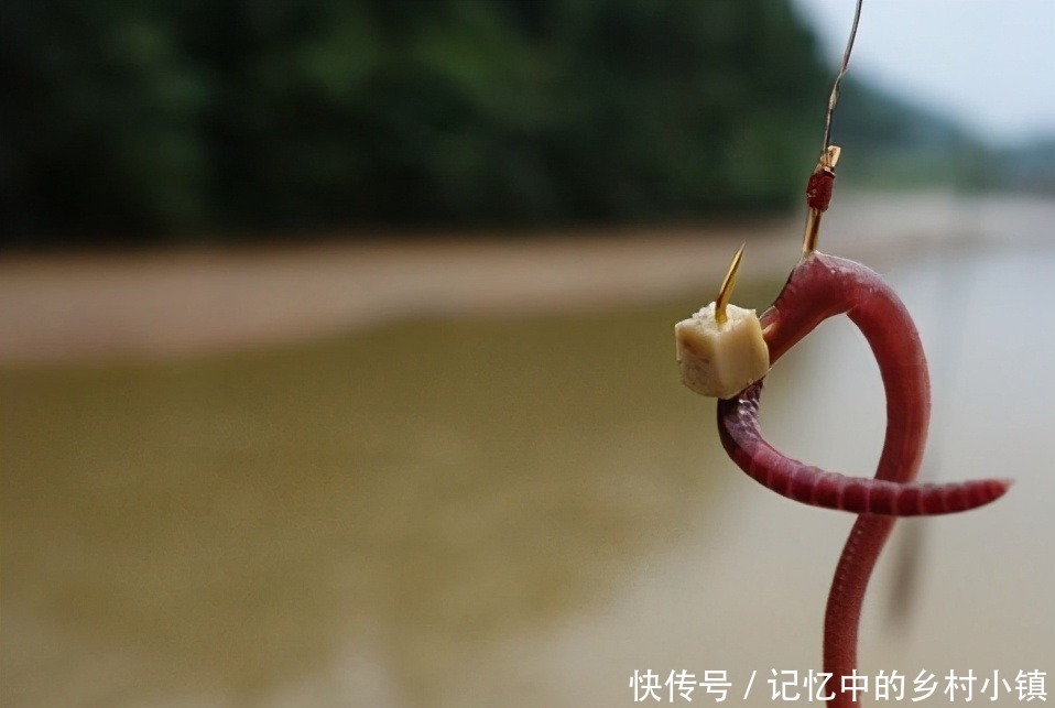 配方|听说鲫鱼很难钓?饵料这样搭配,上鱼速度真的牛!