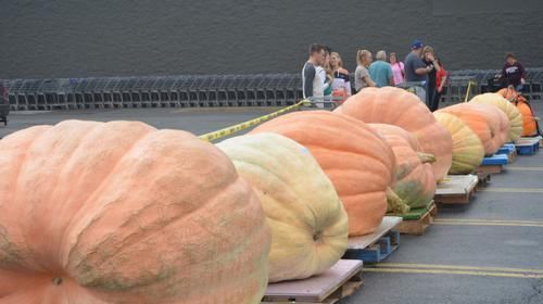 最早的南瓜长什么样?虽然只有1万年,但已经和餐桌上的完全不同