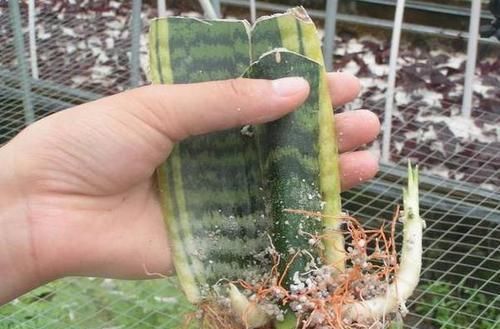 天冷养虎皮兰,做到这些,室内盆栽照样呼呼窜新芽,幼苗挤满盆