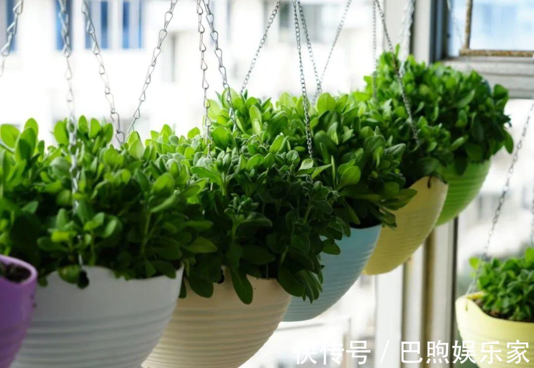 枝条|家里有这6种花,赶紧挂起来,长的快、开花一年比一年多!